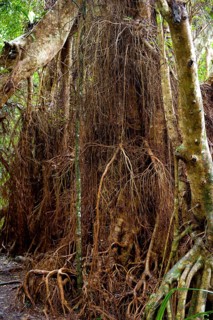 Strangler fig (Ficus virens), tropical tree, tree, rainforest, jungle, Atherton tablelands,