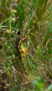 Sparrow hawk moth, caterpillar, grass, Lower Austria
