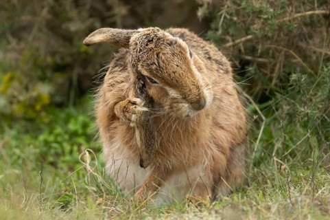 European brown hare (Lepus europaeus) adult animal washing its ear in grassland, England, United