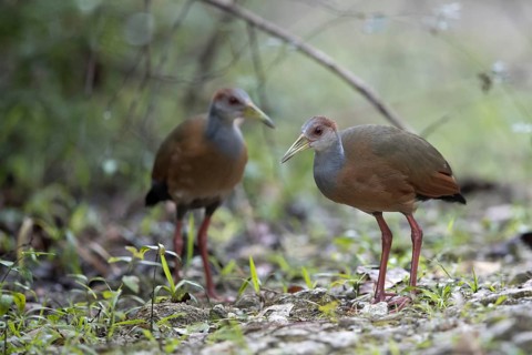 Rufous-naped Wood Rail (Aramides albiventris albiventris), Peten, Guatemala