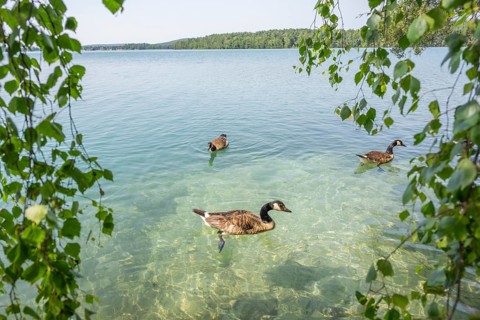 Canada goose (Branta canadensis) swimming on a lake, Bavaria, Germany