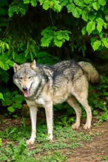 European gray wolf (Canis lupus lupus) in the forest, Germany