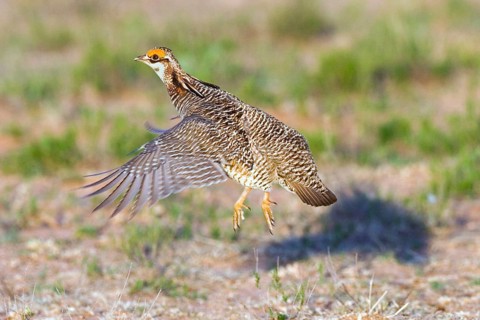 Lesser Prairie-Chicken Tympanuchus pallidicinctus Milnesand, New Mexico, United States 11 May Adult