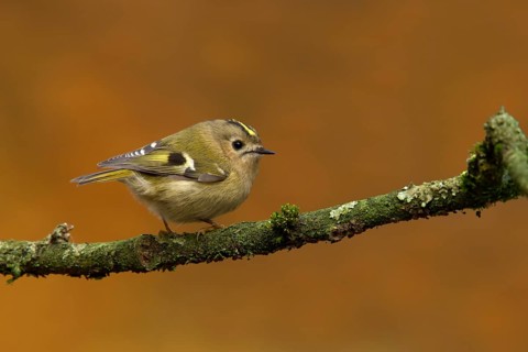 Goldcrest (Regulus regulus), Utrecht, Netherlands