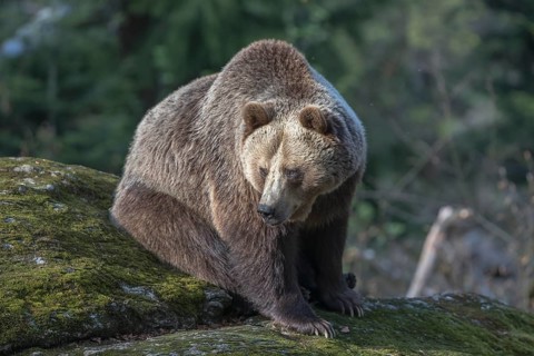 One female Eurasian brown bear (Ursus arctos arctos) resting on a mossy rock. Green vegetation in