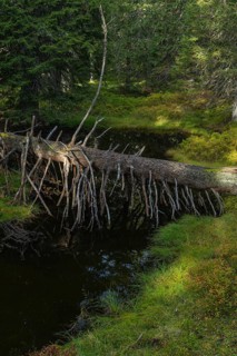 View of an autumnal virgin forest with small ponds, dead trees and heather. Hohe Tauern NP, Kolm