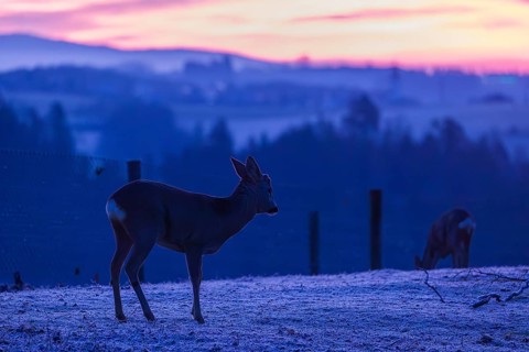 A female roe deer (Capreolus capreolus) stands in a meadow after a very cold night and waits for