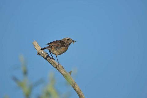 Female stonechat (Saxicola torquata) with food on branch, Malpartida de Plasencia, Extremadura,