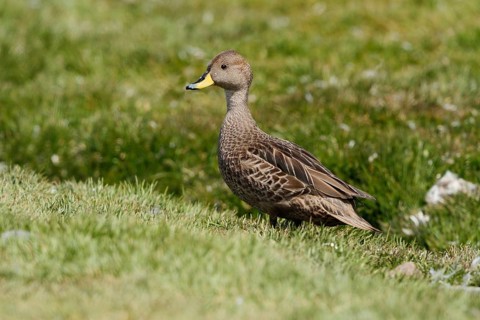 Yellow-billed Pintail, Anas georgica, Antarctica, South Georgia
