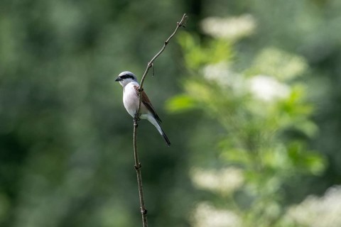 Red-backed Shrike (Lanius collurio), Emsland, Lower Saxony, Germany