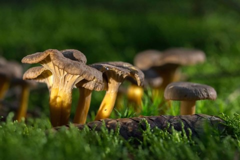Cantharellus infundibuliformis, craterellus tubaeformis, pierced larch, funnel chanterelle,