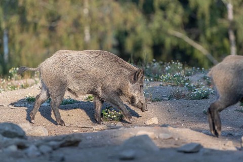 Two adult wild boar or wild pig (Sus scrofa) walking over an opening with a green forest in the