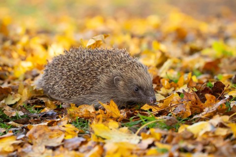 European hedgehog (Erinaceus europaeus) adult animal on a garden lawn with fallen autumn leaves,