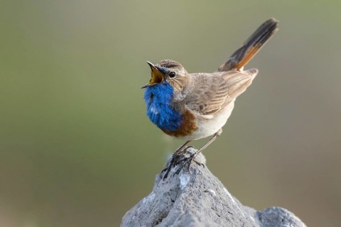 Bluethroat (Luscinia svecica cyanecula) male singing, Armenia