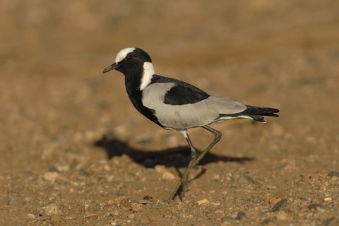 Blacksmith Lapwing (Vanellus armatus), Northern Cape, South Africa