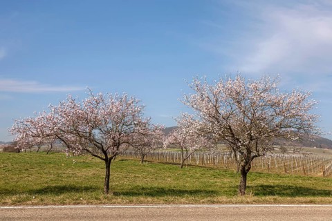 Two blossoming almond trees on a green meadow on a clear spring day, Siebeldingen, German or