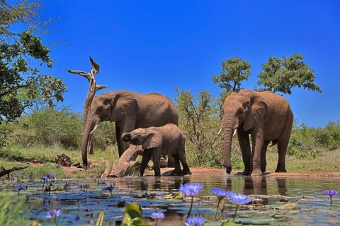 African elephant (Loxodonta africana), adult, female, mother, male, bull, young animal, mother with