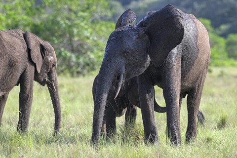 African forest elephants (Loxodonta cyclotis) in a clearing in Loango National Park, Parc National