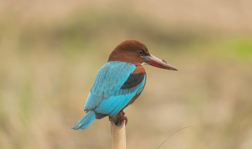 A white-throated kingfisher (Halcyon smyrnensis), Sreepur, Gazipur, Bangladesh