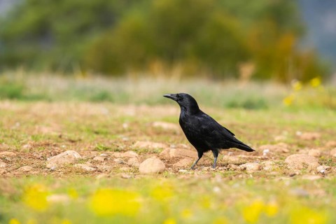Common raven (Corvus corax) on a flowering meadow in autumn, Pyrenees, Catalonia, Spain