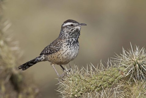 Cactus Wren (Campylorhynchus brunneicapillus), Arizona, USA
