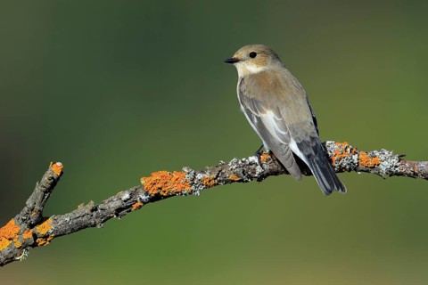 European Pied Flycatcher (Ficedula hypoleuca) female, Andalusia, Spain