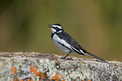 African Pied Wagtail (Motacilla aguimp) singing on ground, Uganda