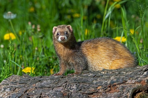 Erythristic European polecat (Mustela putorius) on the hunt, looking for prey from fallen tree