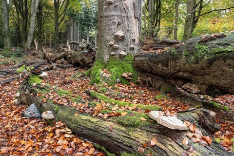 Tinder fungus (Fomes fomentarius) on beech deadwood, Emsland, Lower Saxony, Germany