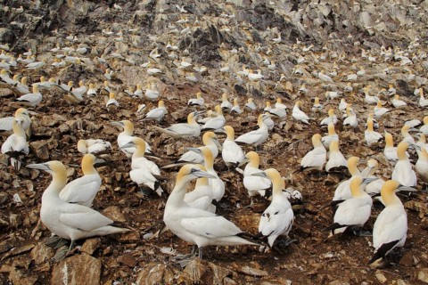 Northern Gannet (Morus bassanus), Scotland, United Kingdom
