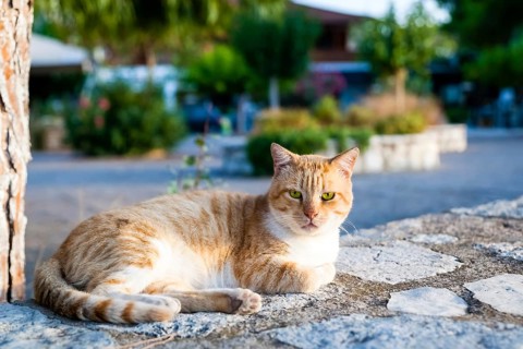Animals, Mammals, Resting cat, Domestic cat, Meganisi, Vathi, Greece, Ionian Sea