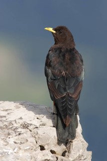 Alpine Chough (Pyrrhocorax graculus), Bavaria, Germany