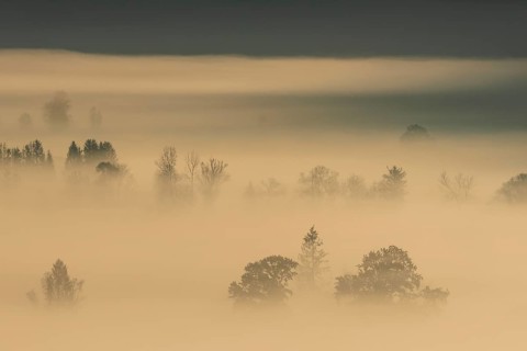 Foggy mood, fog, morning light, backlight, autumn, Loisach-Lake Kochel-Moor, foothills of the Alps,