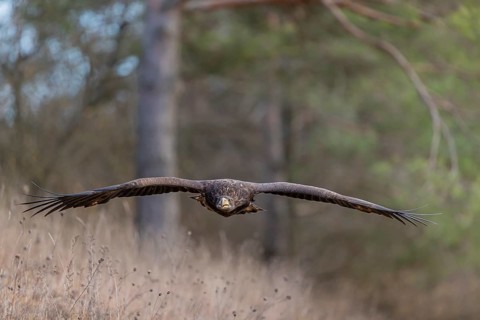 One white-tailed eagle (Haliaeetus albicilla) flying off of a pine tree standing in dry grass on