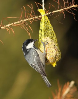 Coal Tit (Periparus ater) at winter feeding, Allgäu, Bavaria, Germany