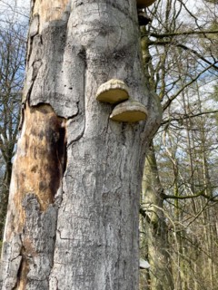 Right Tinder fungus (Fomes fomentarius) species of fungus from the Polyporaceae family grows on the