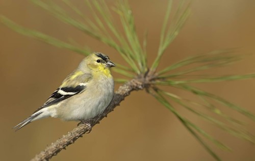 American Goldfinch (Spinus tristis) male perched on a branch, Texas, USA