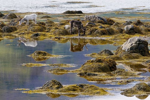Two reindeer graze between rocks and water on the coast in a peaceful setting, Andoeya, Nordland,