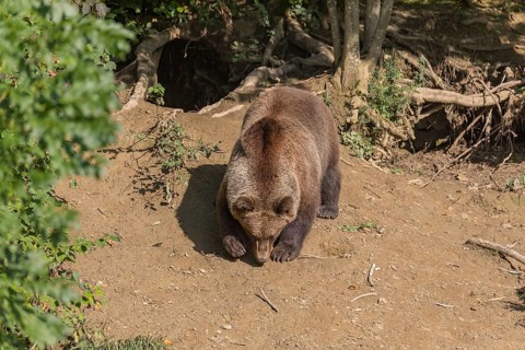 One adult male eurasian brown bear (Ursus arctos arctos) walking thru a forest on hilly ground.
