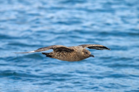 Great skua (Stercorarius skua), in flight, Noss Island, Shetland Islands, Scotland, Great Britain
