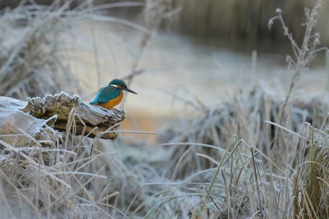 Kingfisher (Alcedo atthis), sits, frosty, ice, winter, Lower Austria