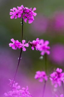 Caryophyllaceae, common pitchclove, clove family, pitchclove, Sweden, silene viscaria, sticky