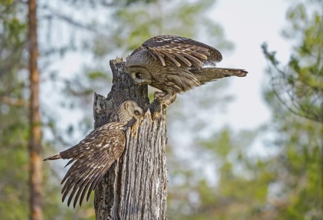 Great Grey Owl (Strix nebulosa) female offering a vole to the chicks, Suomussalmi, Finland