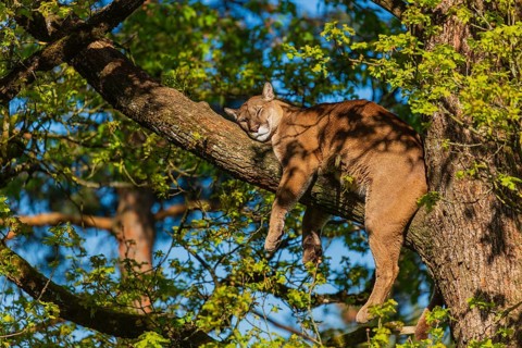 One adult cougar, Puma concolor, rests on a big branch high up in an oak tree