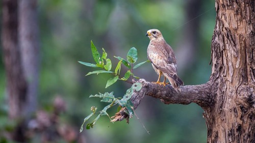 White-eyed Buzzard (Butastur teesa), Pench National Park, India