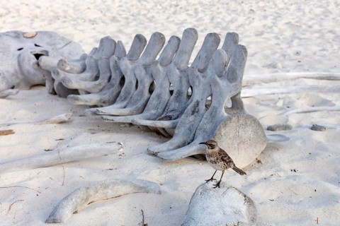 Whale skeleton, Gardner Bay beach, Isla Española, Galapagos, Ecuador