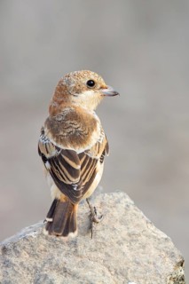Rotkopfwürger, Woodchat Shrike, Lanius senator, Pie-grièche à tête rousse, Alcaudón Común