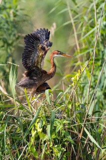 Purple Heron (Ardea purpurea) juvenile in reedbed, Baden-Wuerttemberg, Germany
