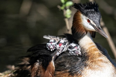Great Crested Grebe (Podiceps Scalloped ribbonfish) with juveniles, Emsland, Lower Saxony, Germany