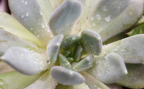 Beautiful succulent plant in greenhouse. Closeup, floral patterns, selective focus